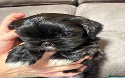 Shih Tzu dogs for sale: Beautiful Shih Tzu Puppies Mixed Litter - Advert 6