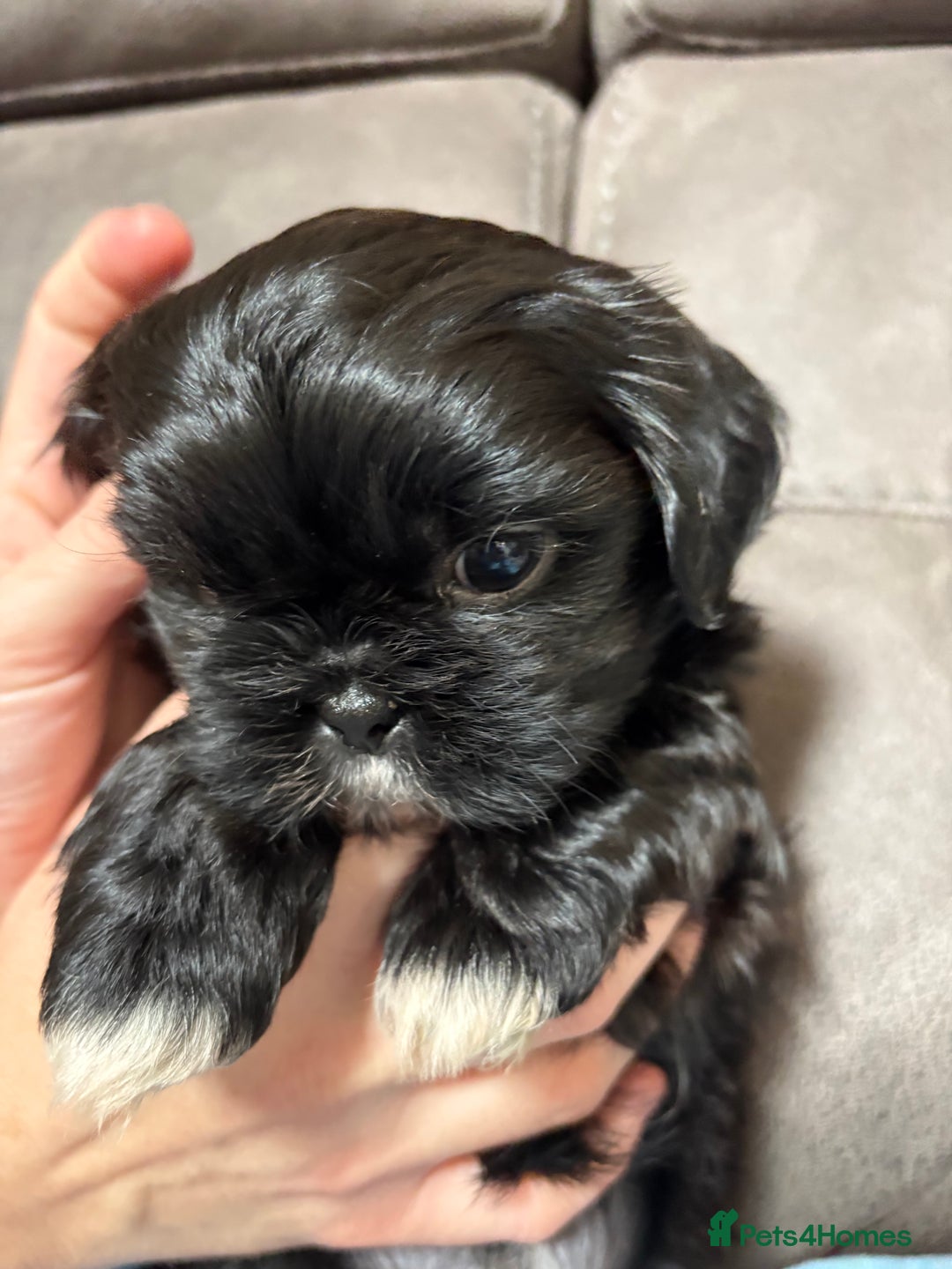 Shih Tzu dogs for sale: Beautiful Shih Tzu Puppies Mixed Litter - Advert 6