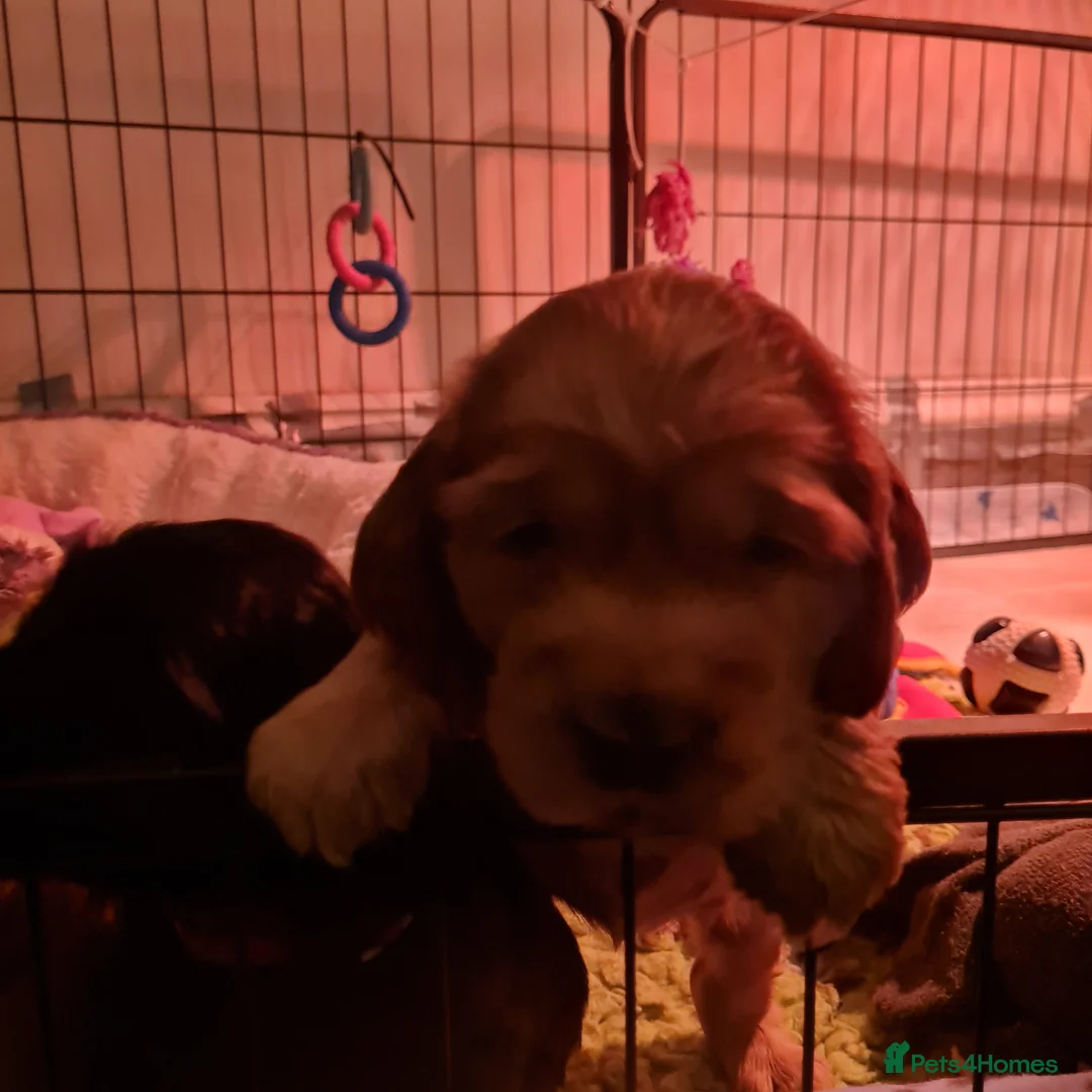 Cocker Spaniel dogs for sale: Health tested Show Cocker Spaniel puppies - Advert 11