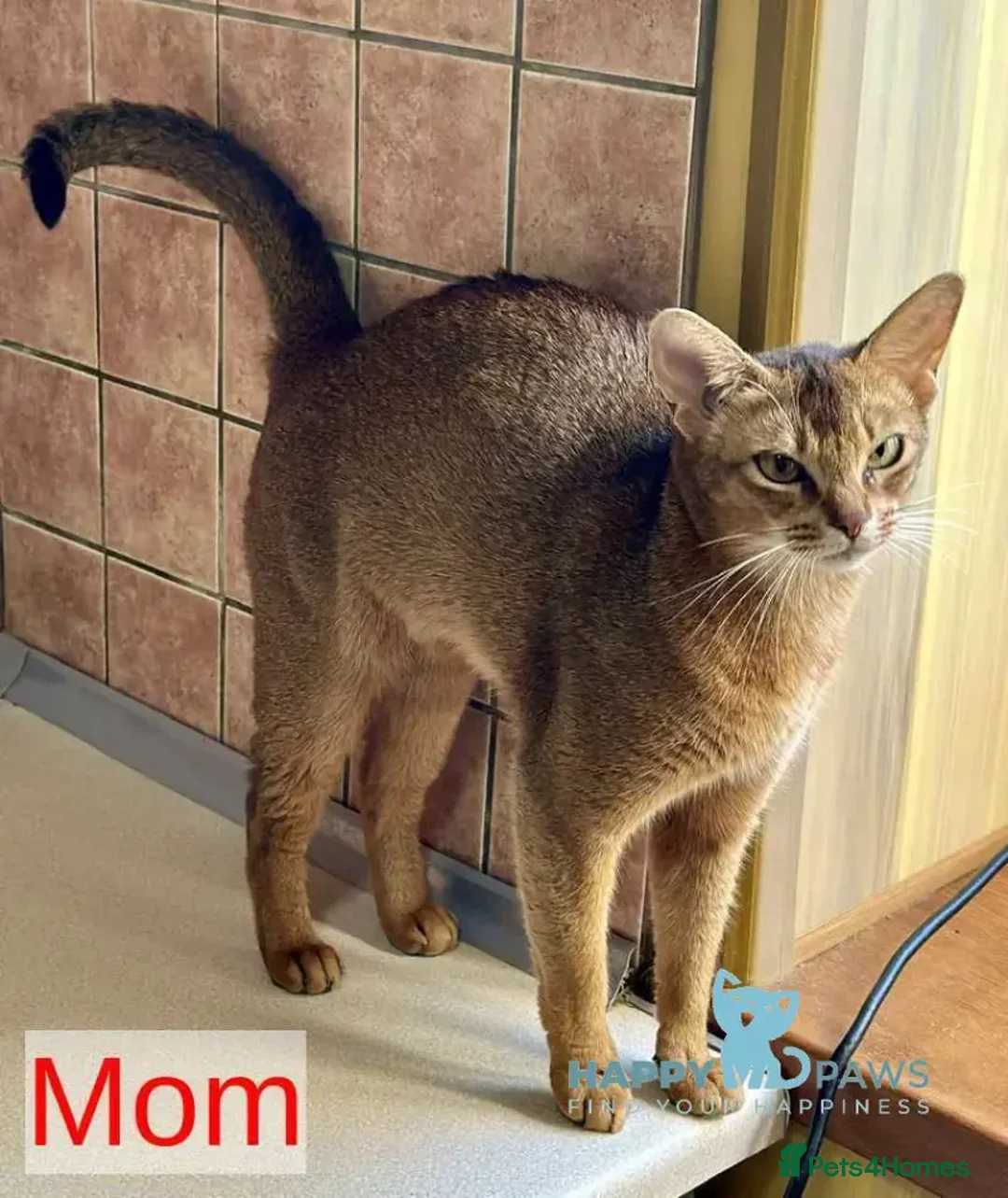 Abyssinian cats for sale: Two Abyssinian Pure bred Kitten female & Male .  in Northampton - Advert 2