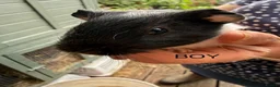 Guinea Pig rodents for sale: 2 x Boy Guinea Pigs - Advert 4