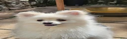 Pomeranian dogs for sale: Fluffy creamywhite Pomeranian boy for sale in Crediton - Advert 2