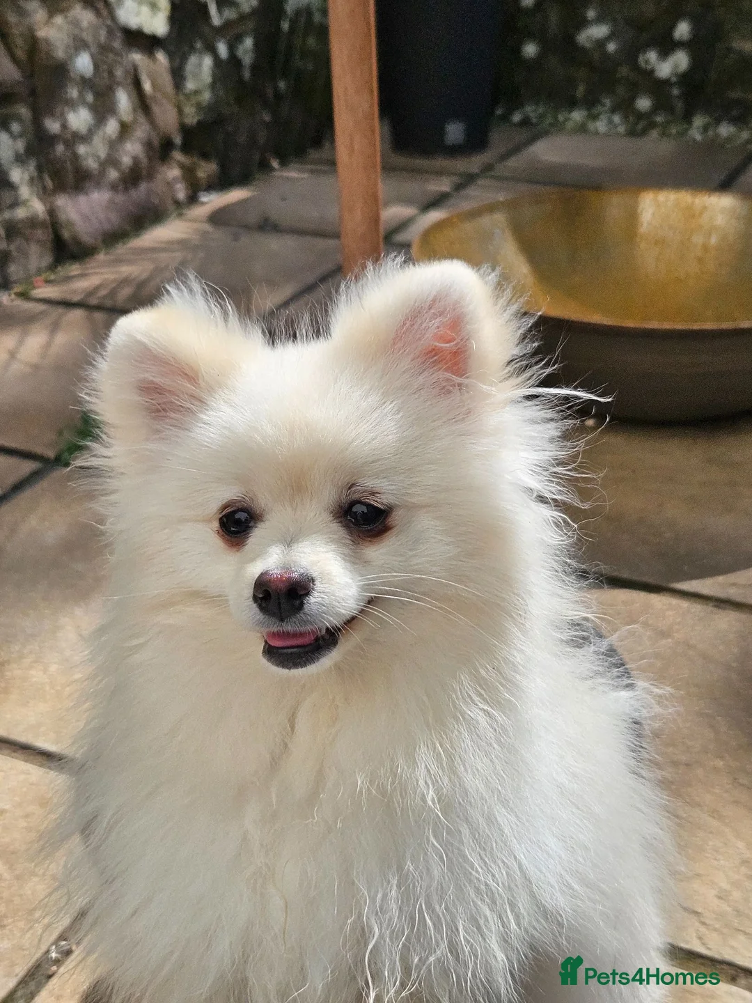 Pomeranian dogs for sale: Fluffy creamywhite Pomeranian boy for sale in Crediton - Advert 2