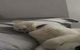 British Longhair cats for sale: White male cat  - Image 10