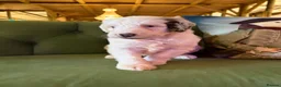 Sheepadoodle dogs for sale: Sheepadoodle Puppies Available  - Advert 4