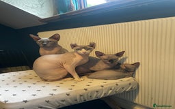 Sphynx cats for sale: Pedigree Sphynx kittens Tica Registered - Image 9