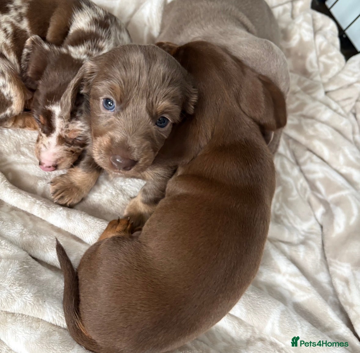 Miniature Dachshund dogs 4x miniature Dachsund  - Advert 1