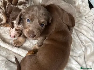 Miniature Dachshund dogs 4x miniature Dachsund - Advert 1