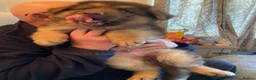 German Shepherd dogs for sale: German shepherd Isabella  in Ashford - Advert 5