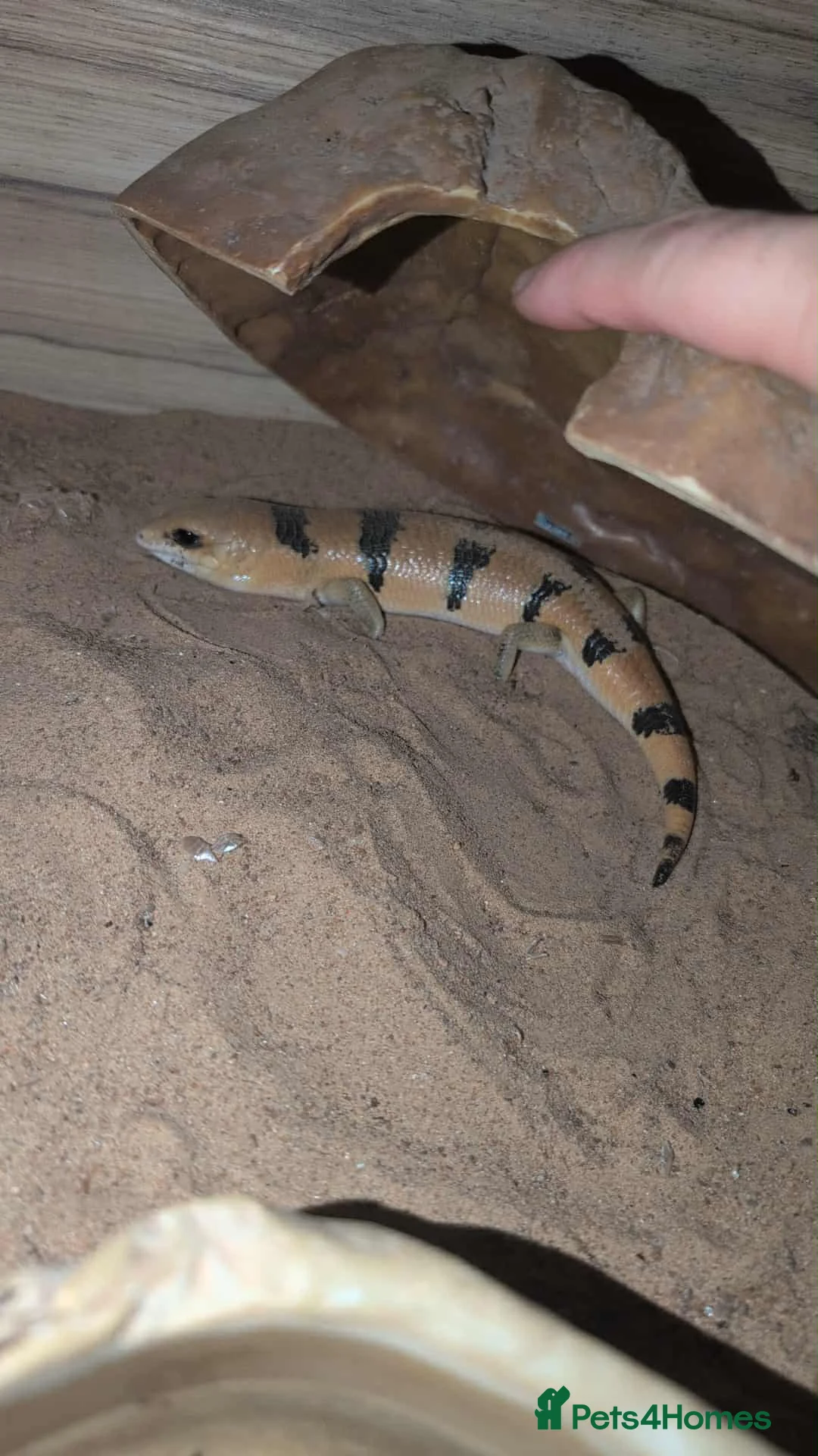 Skink reptiles for sale: Peterss banded skinks leopard gecko  - Advert 2
