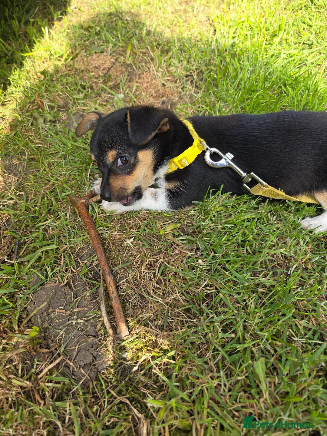 Jack Chi dogs for sale: 11 week old Jackchi - Advert 1