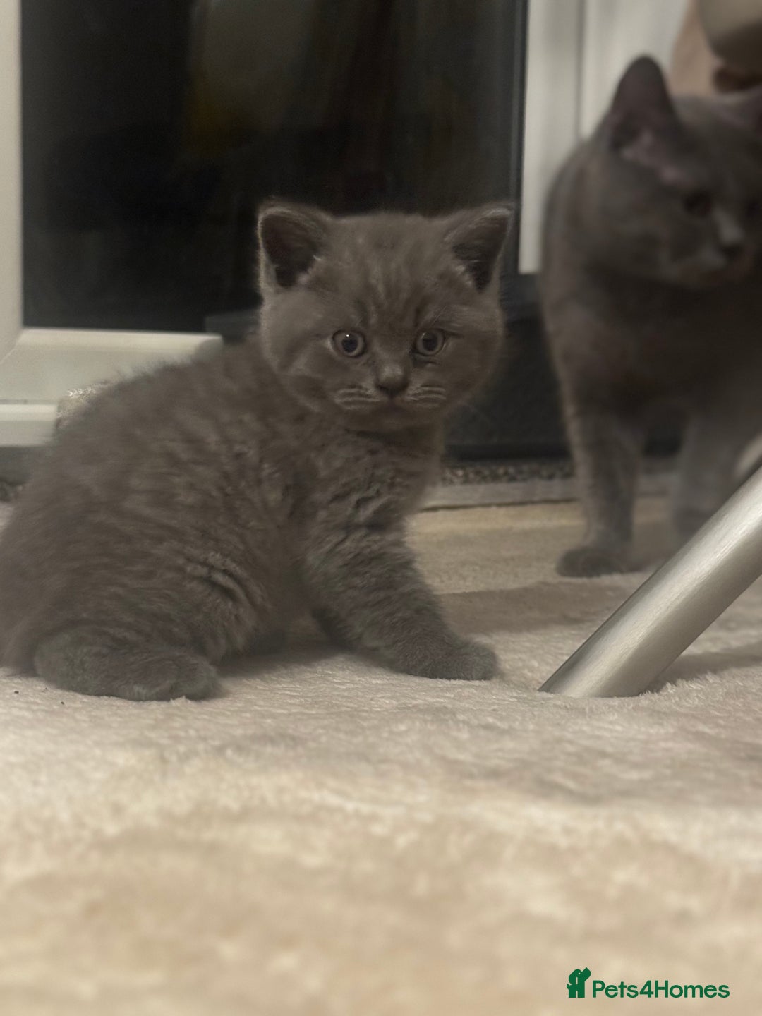 British Shorthair cats for sale: British short hair kittens - Advert 16