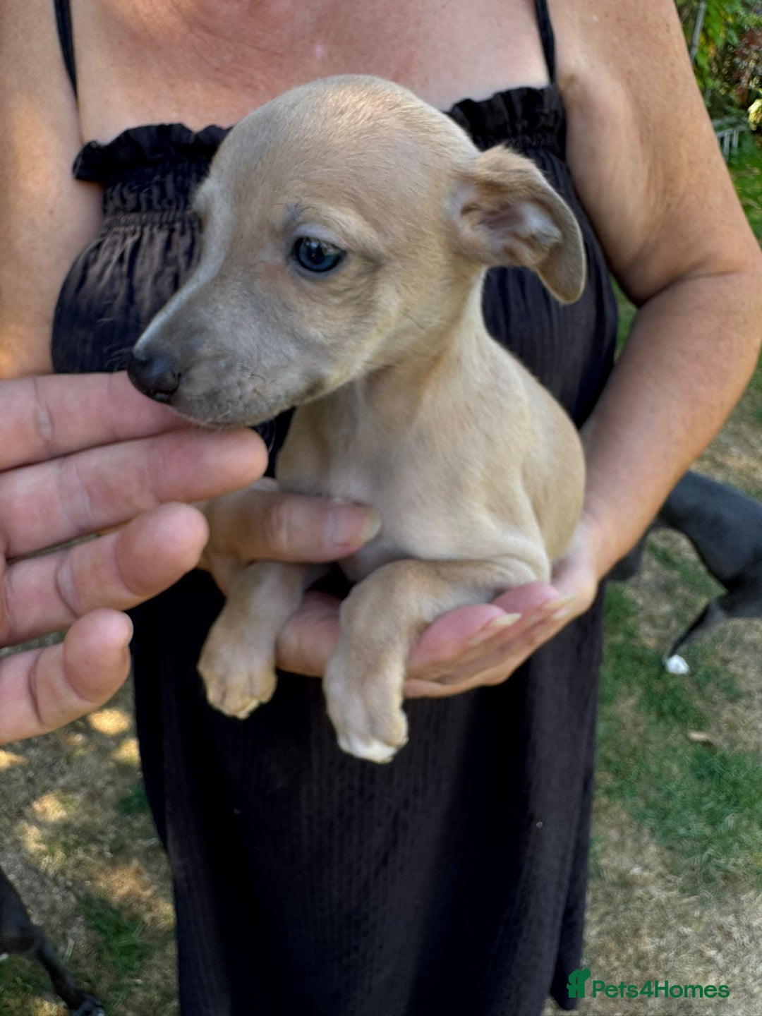 Whippet dogs for sale: Gorgeous whippet puppies  - Image 9