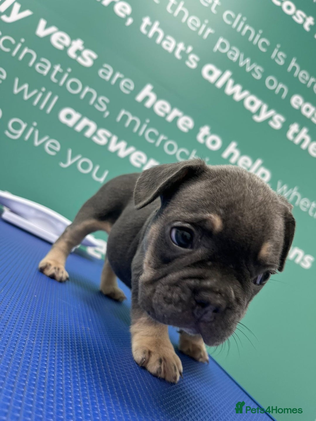 French Bulldog dogs for sale: 5* beautiful French bulldogs left ready to go 🏡 - Image 12