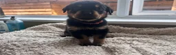 Rottweiler dogs for sale: Beautiful Rottweiler Pups  - Advert 3