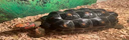 Tortoise reptiles for sale: 2 x red footed tortoises in Basildon - Advert 4
