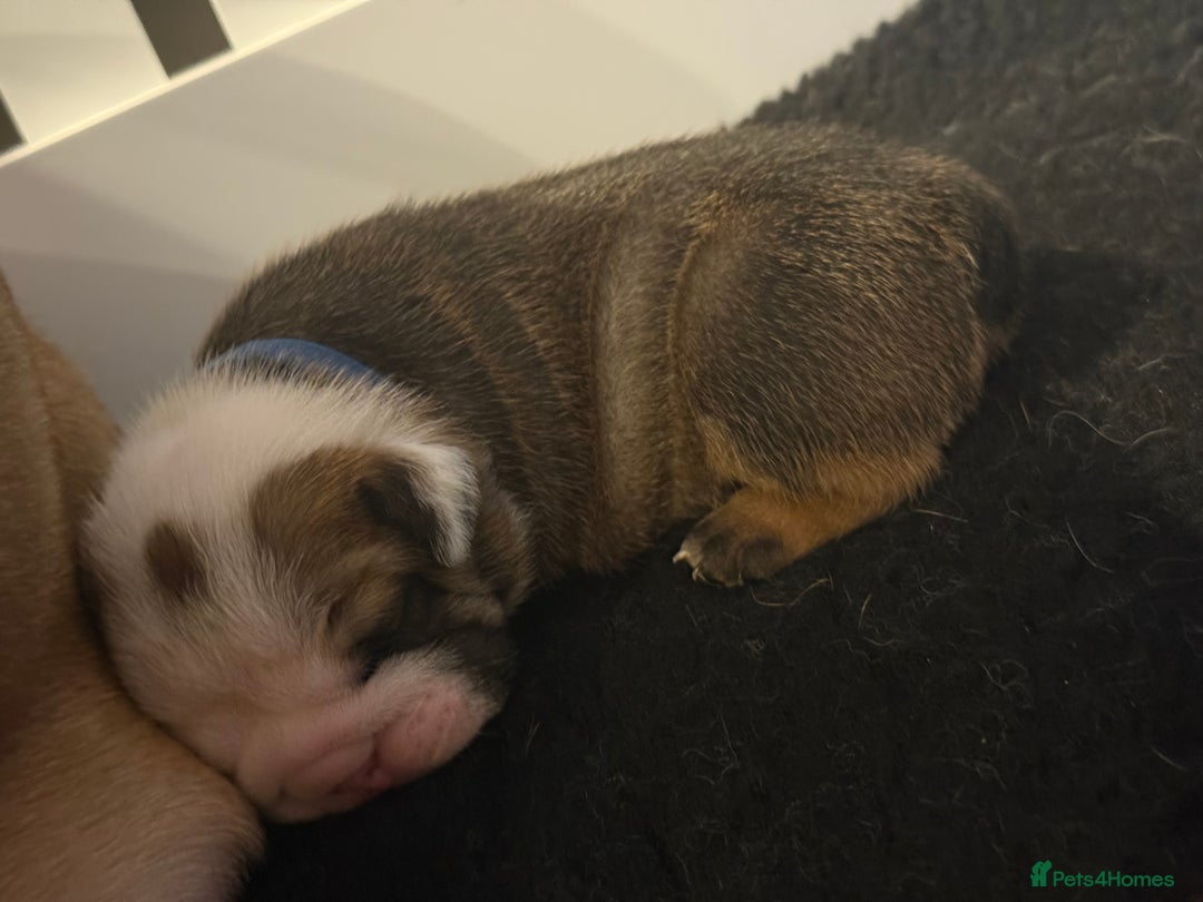English Bulldog dogs for sale: Traditional English Bulldog Puppies  - Image 13