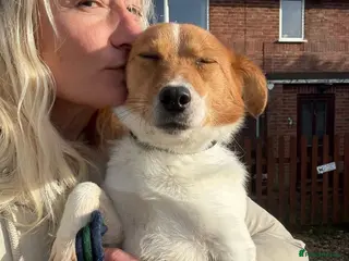 Mixed Breed dogs Salt - Norwich Norfolk - Advert 1