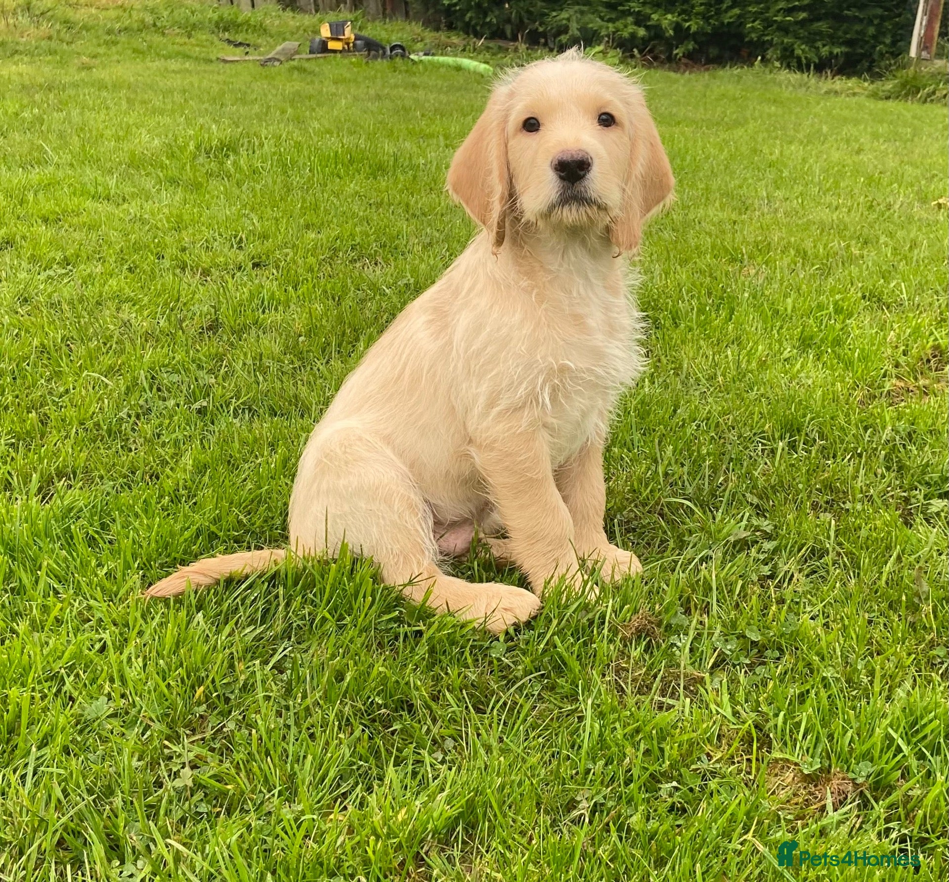 Labradoodle dogs Miniature labradoodle puppies  - Advert 1