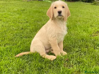 Labradoodle dogs Miniature labradoodle puppies - Advert 1