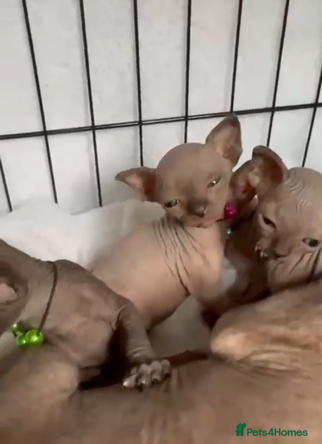 Sphynx cats for sale: Stunning Female Seal Point Canadian Sphynx Kitten - Image 11