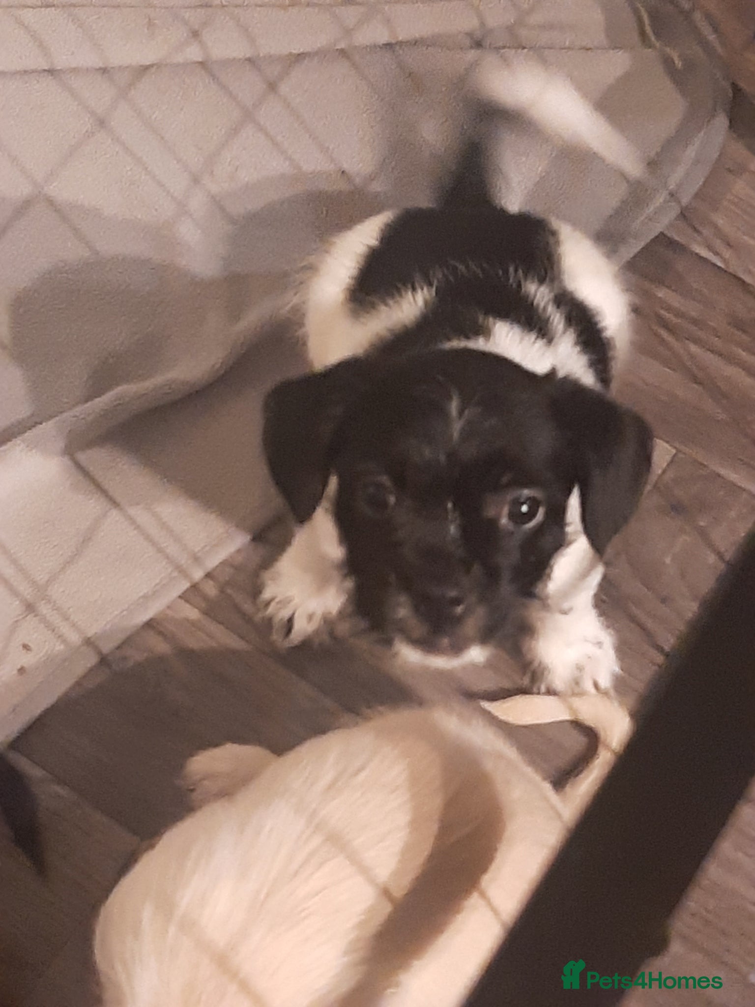 Mixed Breed dogs **2 girls and 2 boys left** - Advert 5