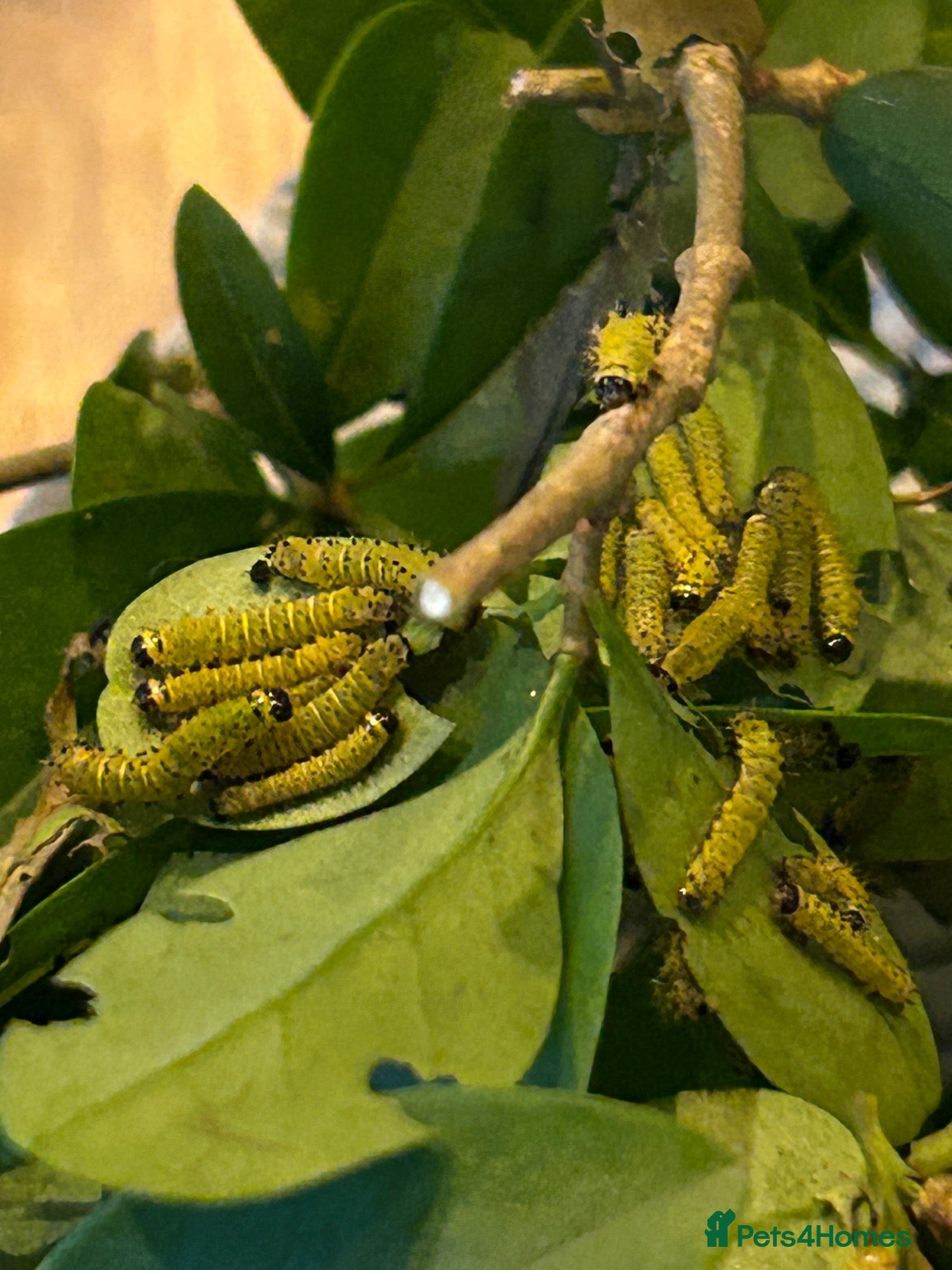 Mixed Breed invertebrates Samia Hybrid Moth Caterpillars  - Advert 2