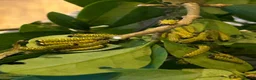 Mixed Breed invertebrates for sale: Samia Hybrid Moth Caterpillars  - Advert 2