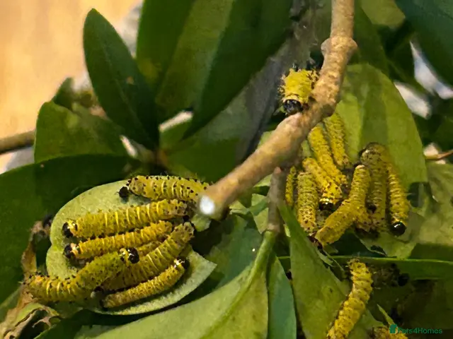 Mixed Breed invertebrates for sale: Samia Hybrid Moth Caterpillars - Advert 2