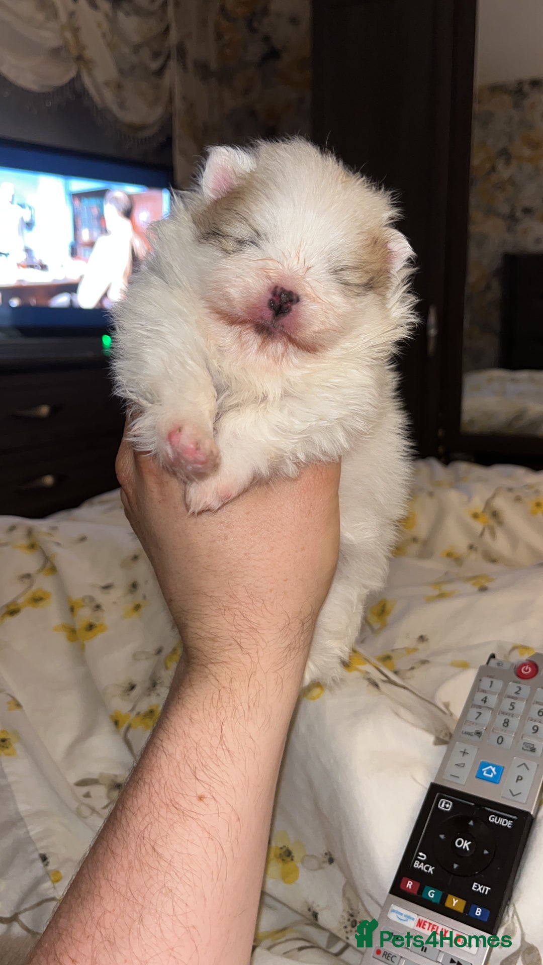 Pomeranian dogs for sale: Kc Reg Pomeranian Pups - Advert 13