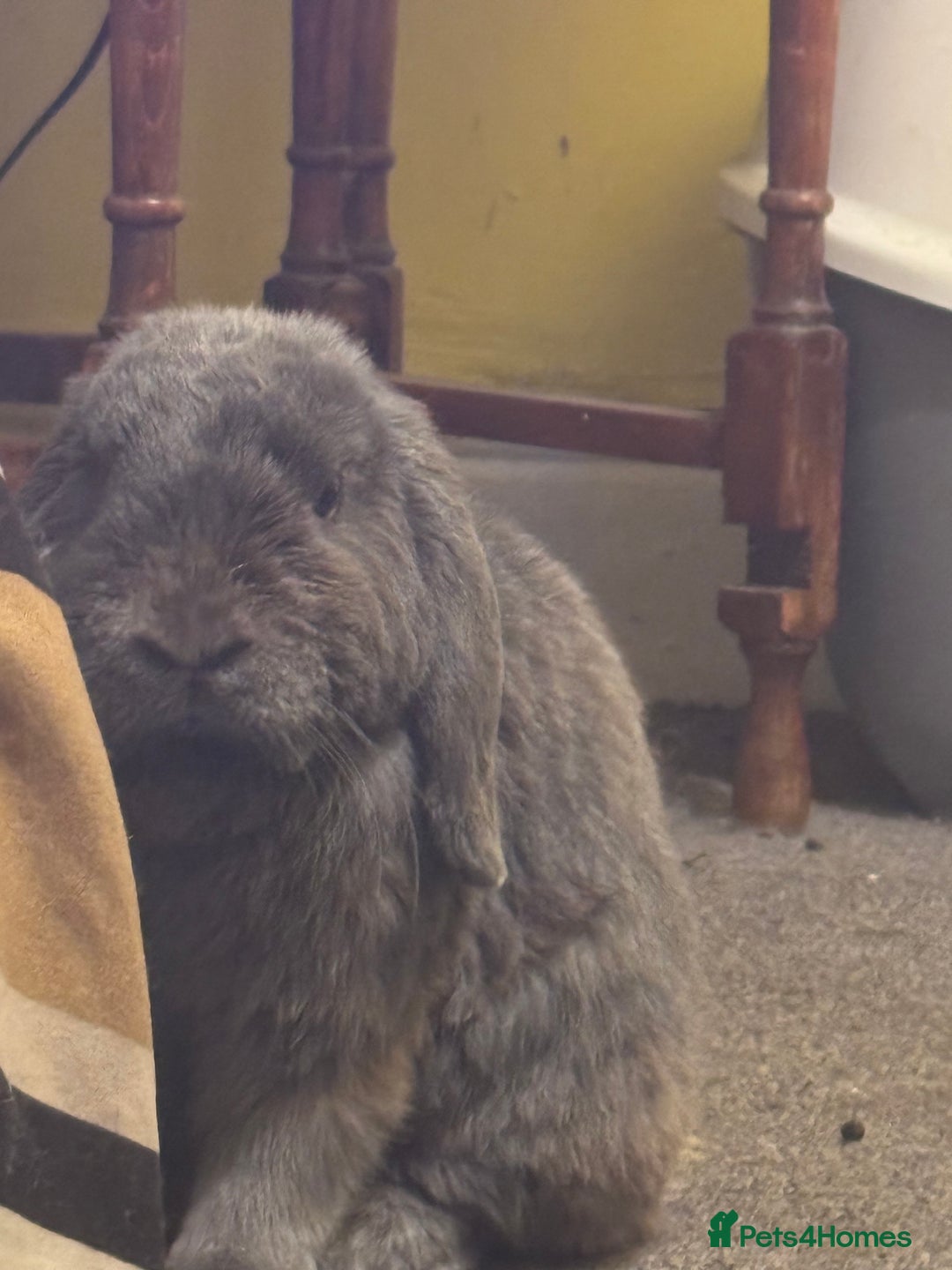 Mini Lop rabbits for sale: Male mini lop bunny  - Image 2
