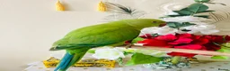 Ringnecks birds for sale: Hand Tamed/Untamed Gorgeous Ringneck available  - Advert 8
