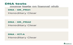 Golden Retriever dogs for sale: ⭐ DARK golden retriever puppies 🐶  - Image 10