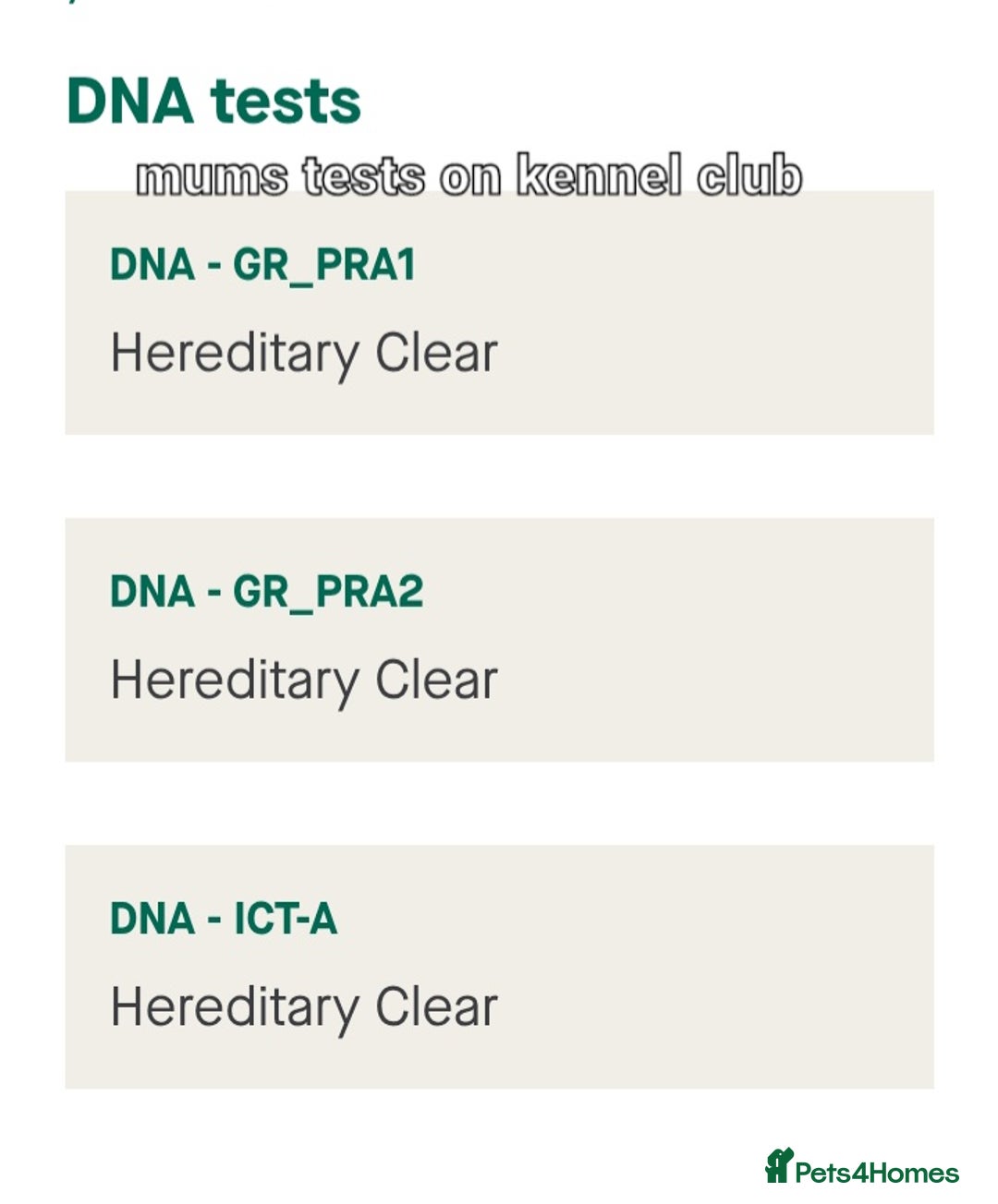 Golden Retriever dogs for sale: ⭐ DARK golden retriever puppies 🐶  - Image 10