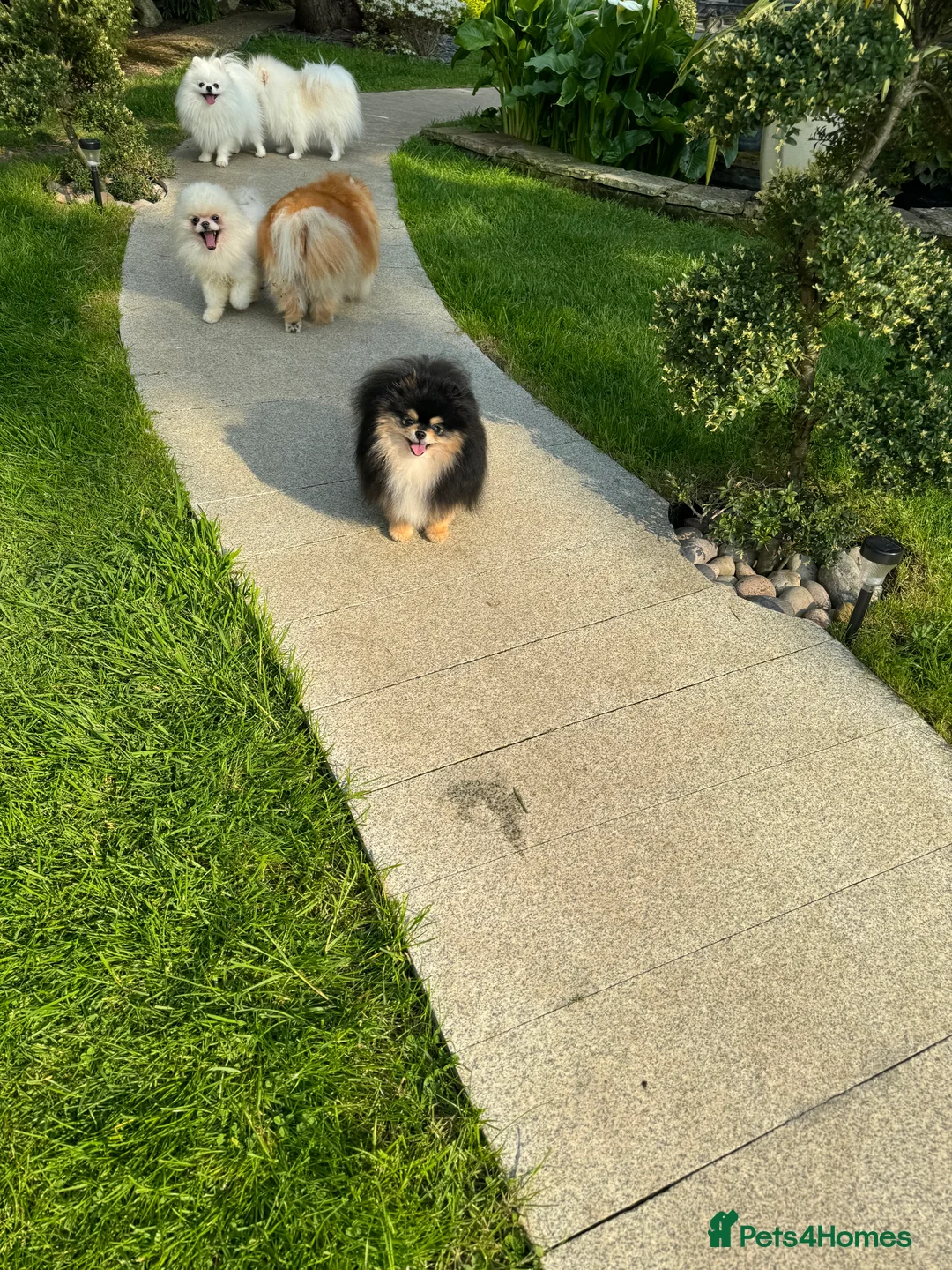 Pomeranian dogs for stud: BLACK & TAN STUD in London - Advert 6