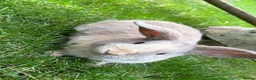 Mini Lop rabbits for sale: Beautiful coloured mini lops - Advert 10
