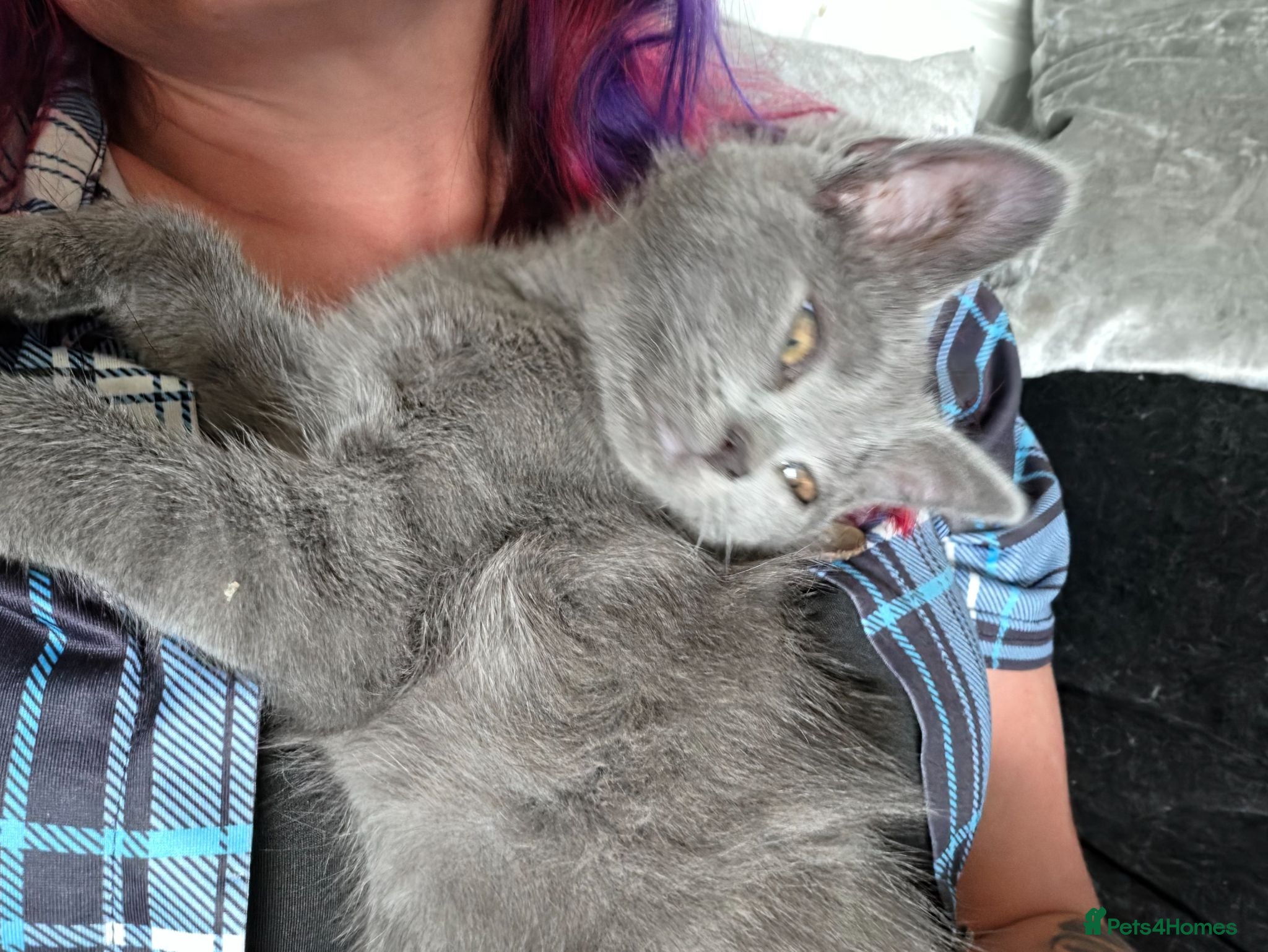 Persian cats Last little lady ready now.  - Advert 11