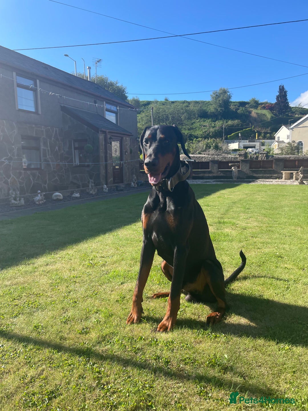 Dobermann dogs for stud: Stud duties only in Bridgend - Image 11