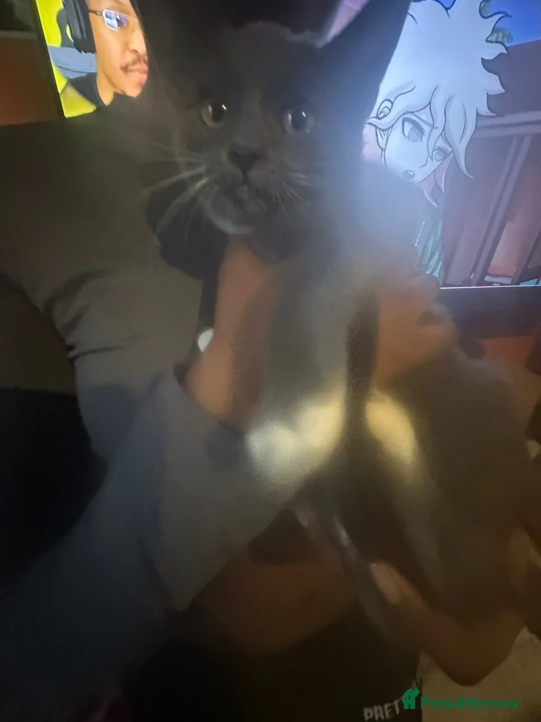 Mixed Breed cats for sale: Cute Yara and Theo - Advert 2