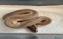 Snake reptiles for sale: 2025 royal python hatchlings ( highways)  - Image 2