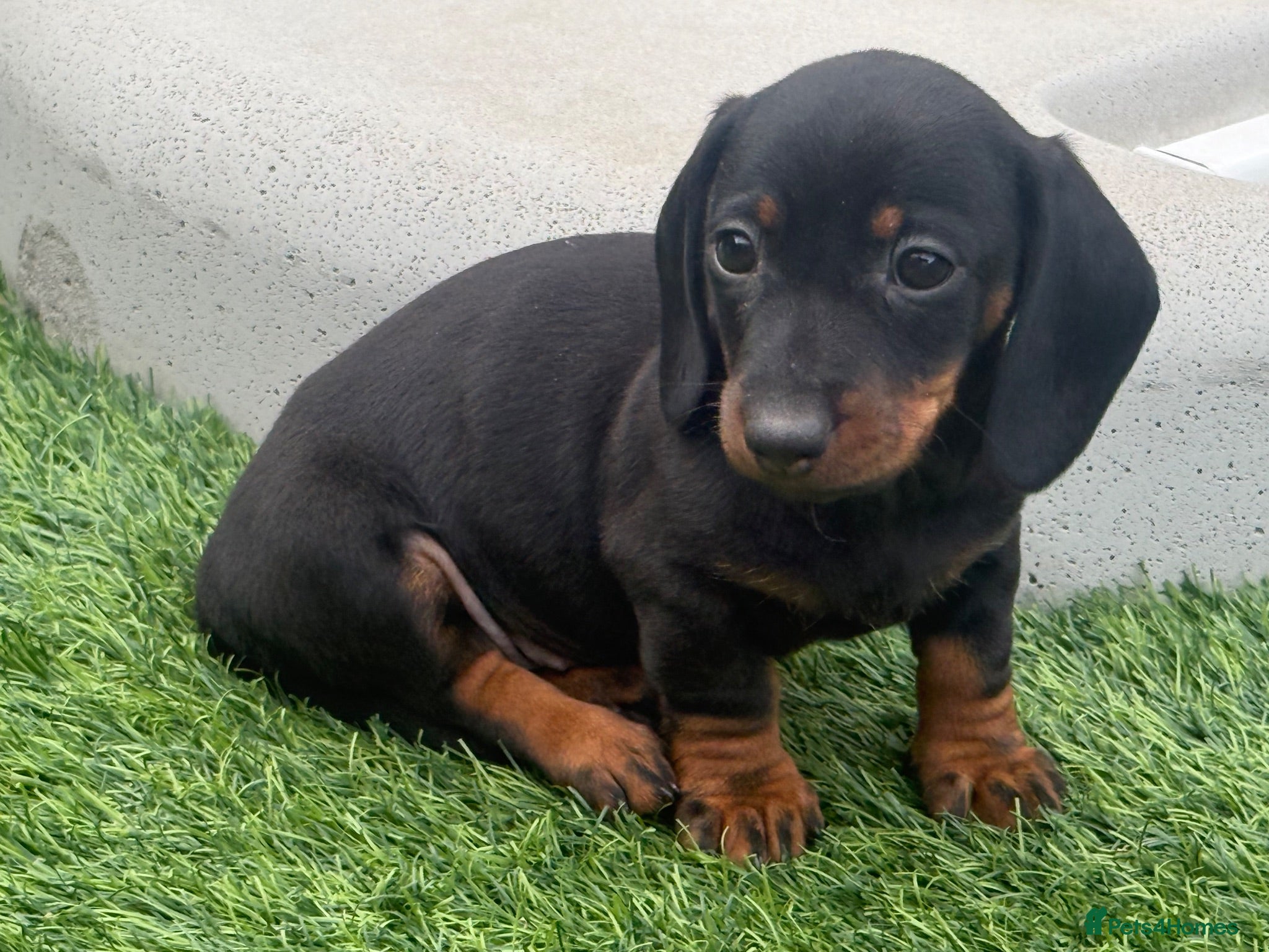 Miniature Dachshund dogs Miniature dachshund Puppys for sale 1 girl left  - Advert 11