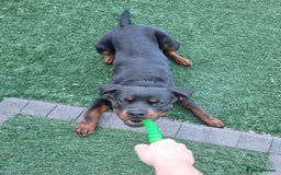 Rottweiler dogs for sale: 1 year old male rottweiler Zeus - Image 2