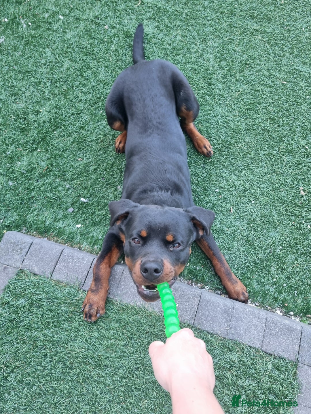Rottweiler dogs for sale: 1 year old male rottweiler Zeus - Image 2