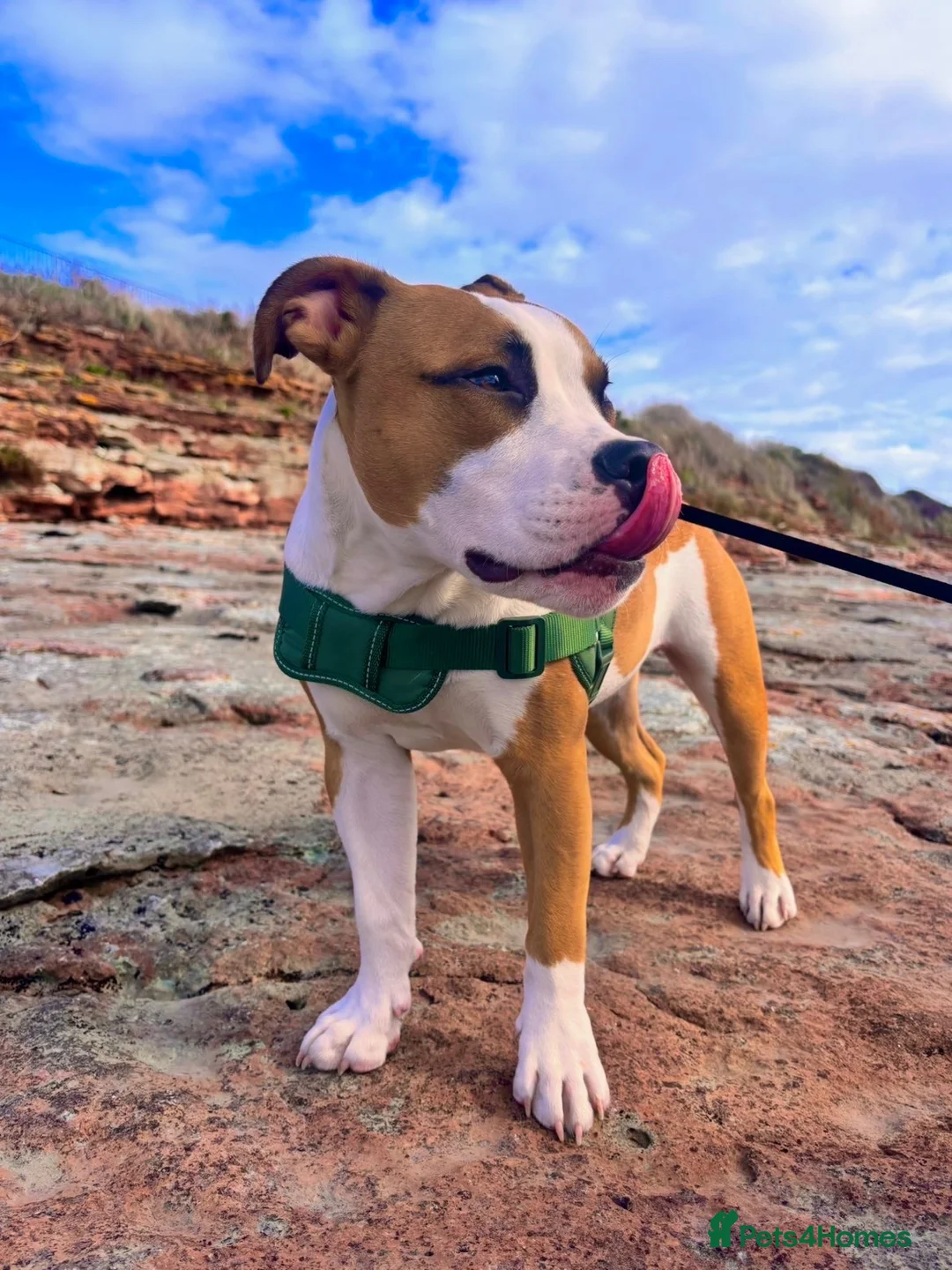 American Bulldog dogs for sale: 7 month old American Bulldog  - Advert 2