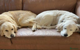 Golden Retriever dogs for sale: Amazing KC golden retriever puppies - Image 16