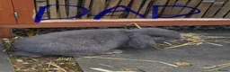 Mini Lop rabbits for sale: 🩶 2 Mini Lops - Waiting list open 🩶 - Advert 9