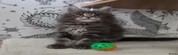 Maine Coon cats for sale: Outstanding quality Tica reg Mainecoon  - Advert 28