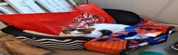 Mixed Breed cats for sale: Chappie 6yrs  - Advert 7