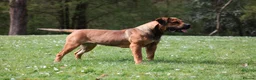 Boerboel dogs for sale: Waitlist now open - Advert 9