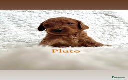 Cockapoo dogs for sale: F2B Red Cockapoos **BOTH PARENTS DNA CLEAR** - Image 25